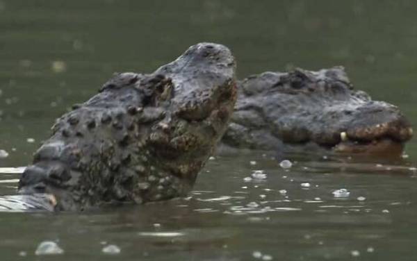 扬子鳄是什么鳄鱼?