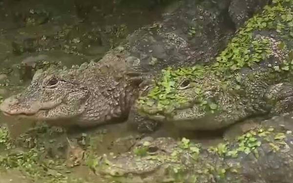 扬子鳄是什么鳄鱼?