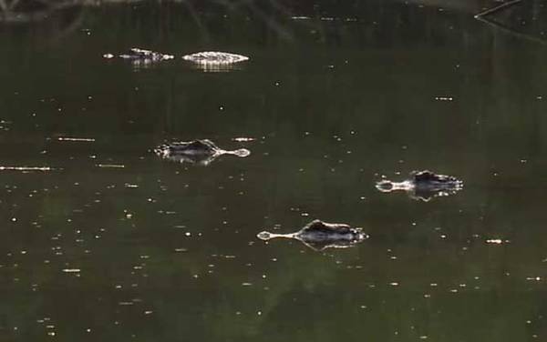 扬子鳄是什么鳄鱼?