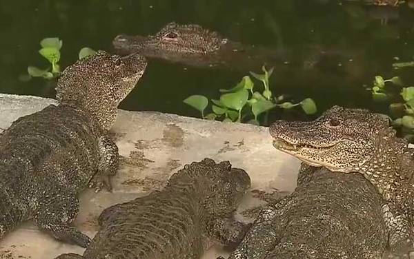 扬子鳄是什么鳄鱼?