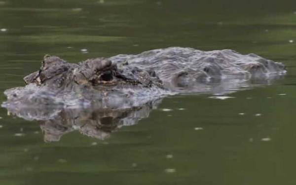 关于扬子鳄的资料有哪些?