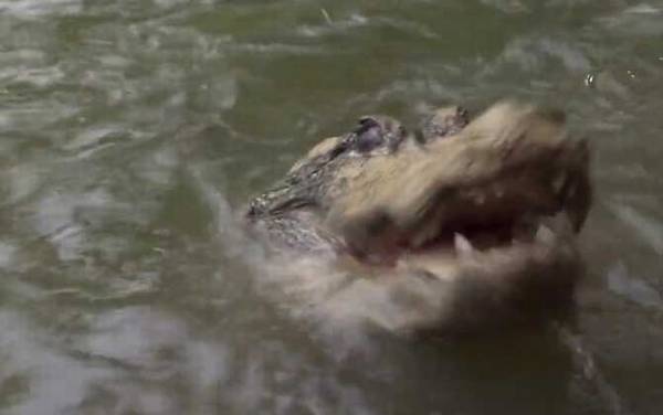 关于扬子鳄的资料有哪些?