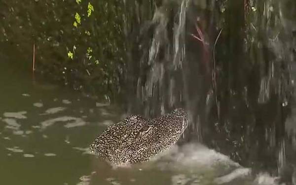 关于扬子鳄的资料有哪些?