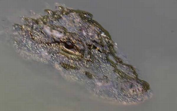 关于扬子鳄的资料有哪些?