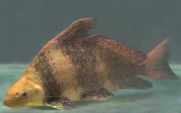 胭脂鱼是几级保护动物?