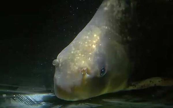 胭脂鱼是几级保护动物?