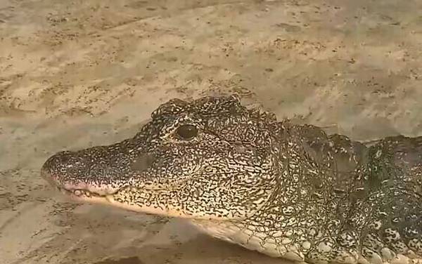 扬子鳄的数量有多少?