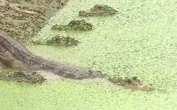 扬子鳄的数量有多少?