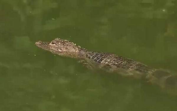 扬子鳄的数量有多少?