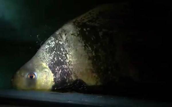 胭脂鱼是什么鱼?