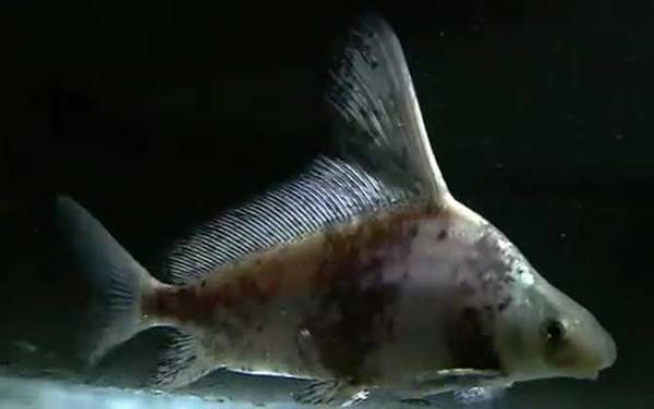 胭脂鱼是几级保护动物?