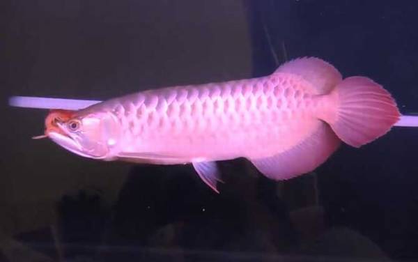 养鱼的数量有什么讲究?