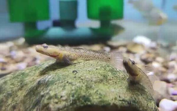 养鱼的数量有什么讲究?