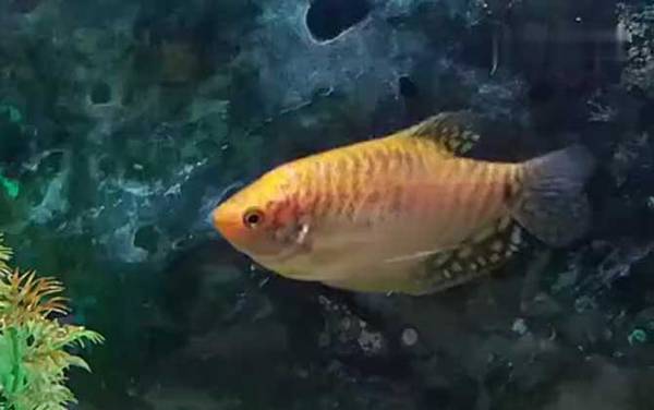 养鱼的数量有什么讲究?