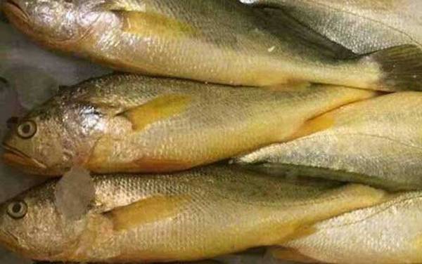 野生大黄鱼价格多少钱一斤?