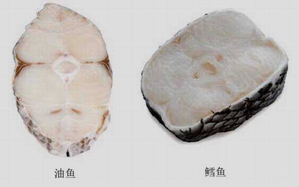 油鱼是什么鱼?
