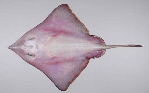 鳐鱼种类及图片大全