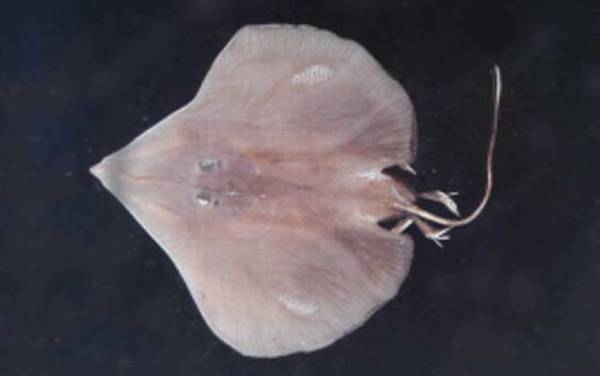 鳐鱼种类及图片大全