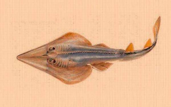 鳐鱼种类及图片大全