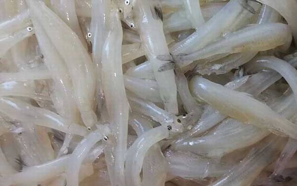 银鱼是什么鱼?