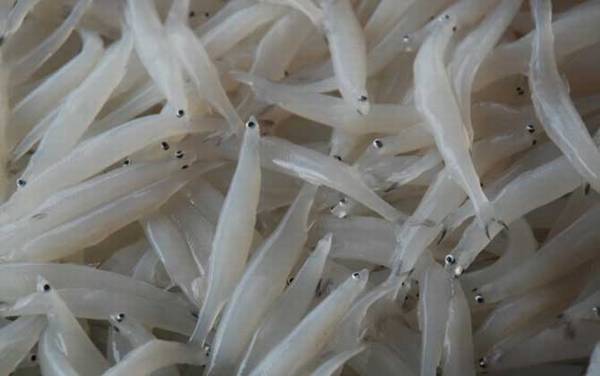 白肌银鱼是什么鱼?