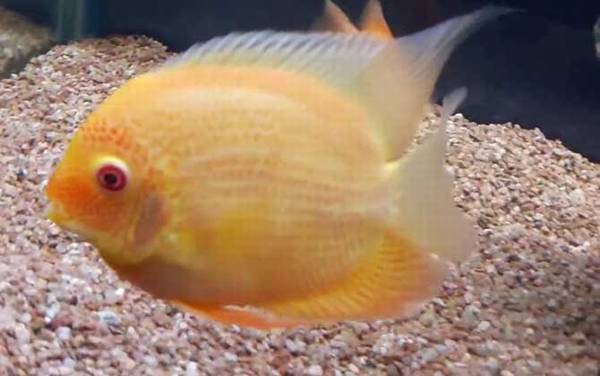 鹦鹉鱼是什么鱼?