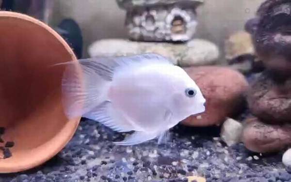 鹦鹉鱼吃什么食物?