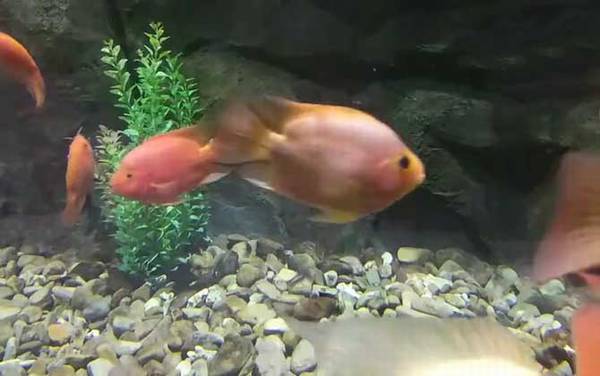 鹦鹉鱼吃什么食物?