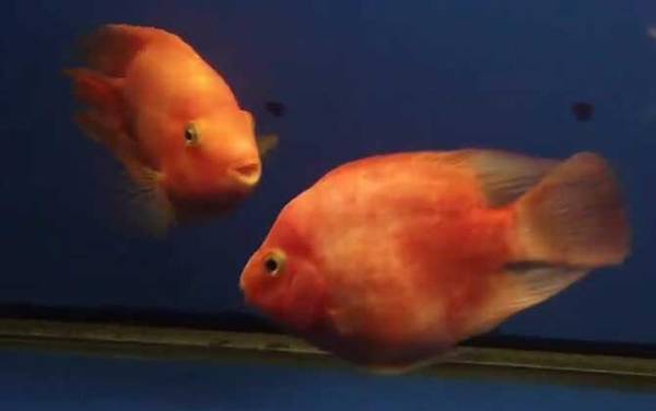 鹦鹉鱼怎么养长得快?