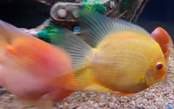 鹦鹉鱼怎么养长得快?