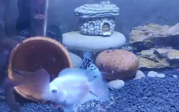 鹦鹉鱼怎么养长得快?