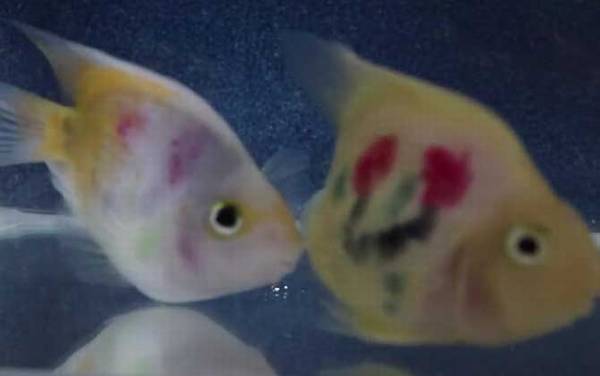 鹦鹉鱼怎么养长得快?
