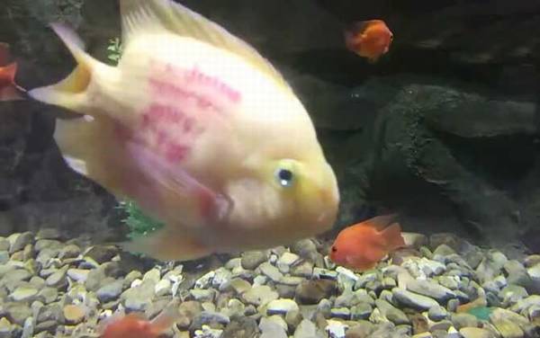 鹦鹉鱼价格多少钱一条?