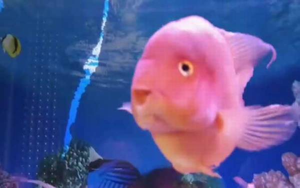 鹦鹉鱼水温多少度最佳?