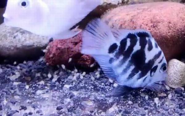 鹦鹉鱼价格多少钱一条?