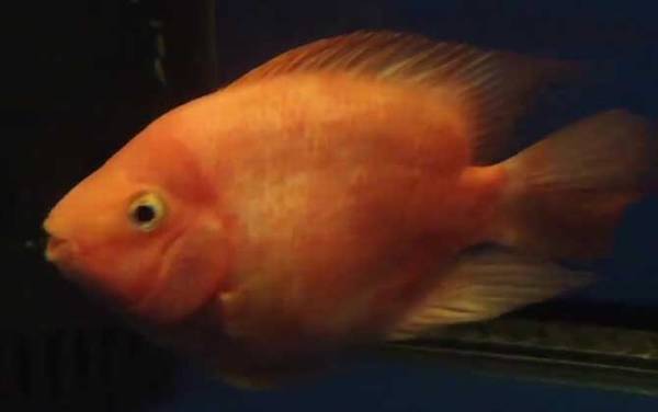 鹦鹉鱼价格多少钱一条?