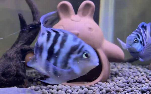 鹦鹉鱼价格多少钱一条?