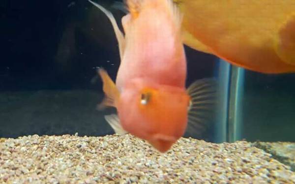 鹦鹉鱼价格多少钱一条?