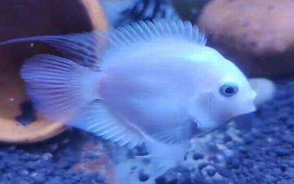 鹦鹉鱼的饲养方法及病害防治