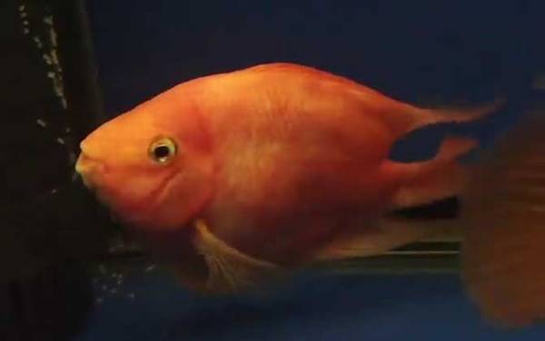 鹦鹉鱼水温多少度最佳?