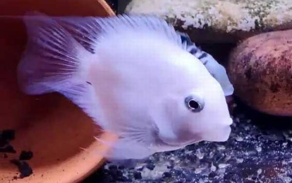 鹦鹉鱼水温多少度最佳?