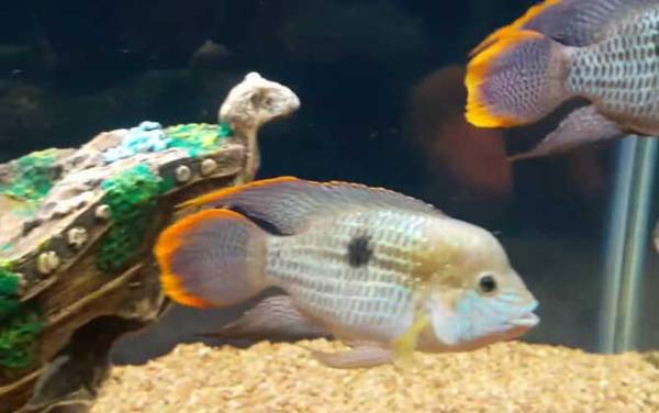 鹦鹉鱼水温多少度最佳?