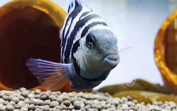 鹦鹉鱼变白怎么回事?