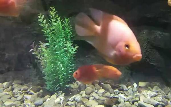 鹦鹉鱼变白怎么回事?