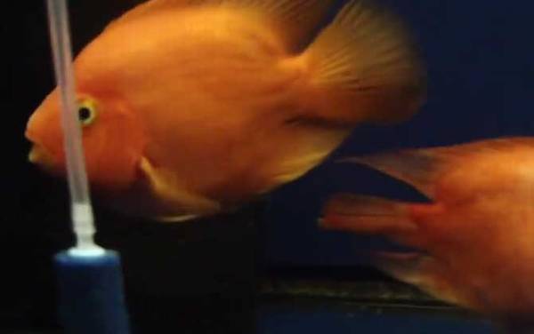 鹦鹉鱼变黑怎么回事?