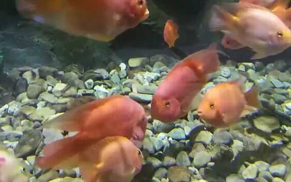 鹦鹉鱼变黑怎么回事?