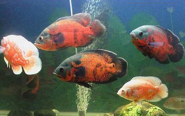 鹦鹉鱼混养什么鱼最好?