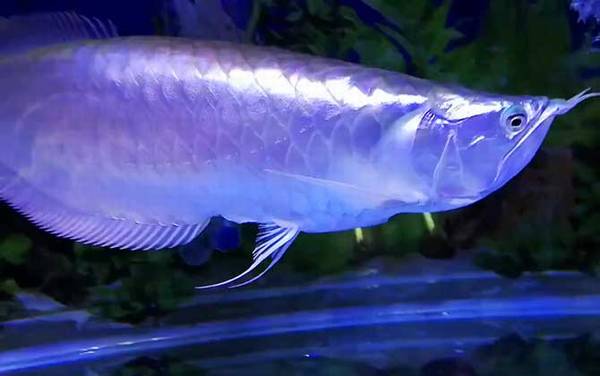 鹦鹉鱼混养什么鱼最好?