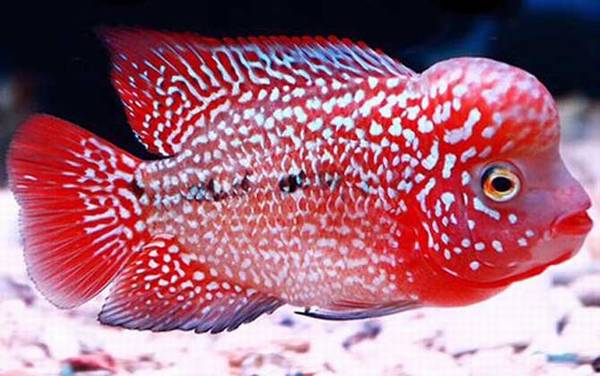 鹦鹉鱼混养什么鱼最好?