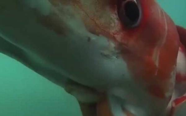 大王乌贼是什么动物?